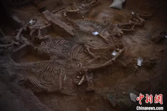 Khai quật cỗ xe ngựa gần 3.000 năm tuổi, khảm hàng nghìn mảnh ngọc lam