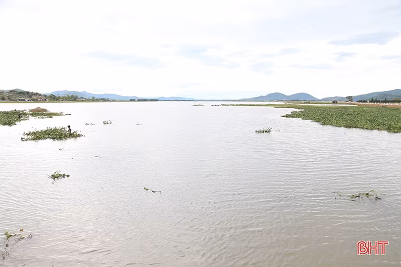 Huy động máy xúc “giải cứu” 700 ha lúa ngập trong nước ở Kỳ Anh