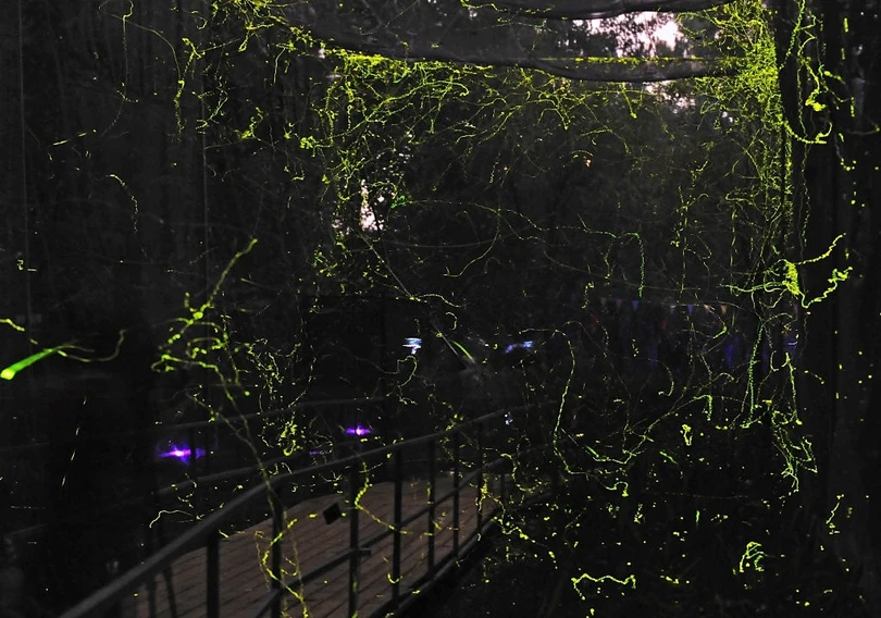 Rừng đom đóm lung linh như xứ cổ tích