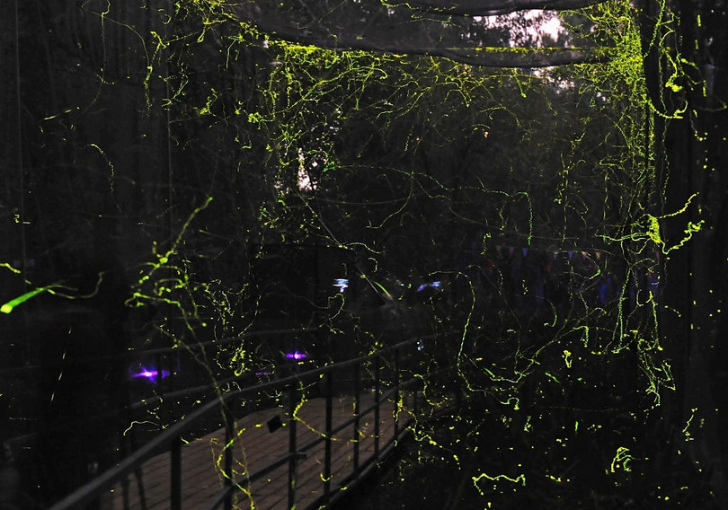 Rừng đom đóm lung linh như xứ cổ tích