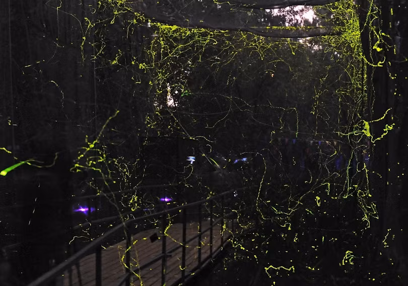 Rừng đom đóm lung linh như xứ cổ tích