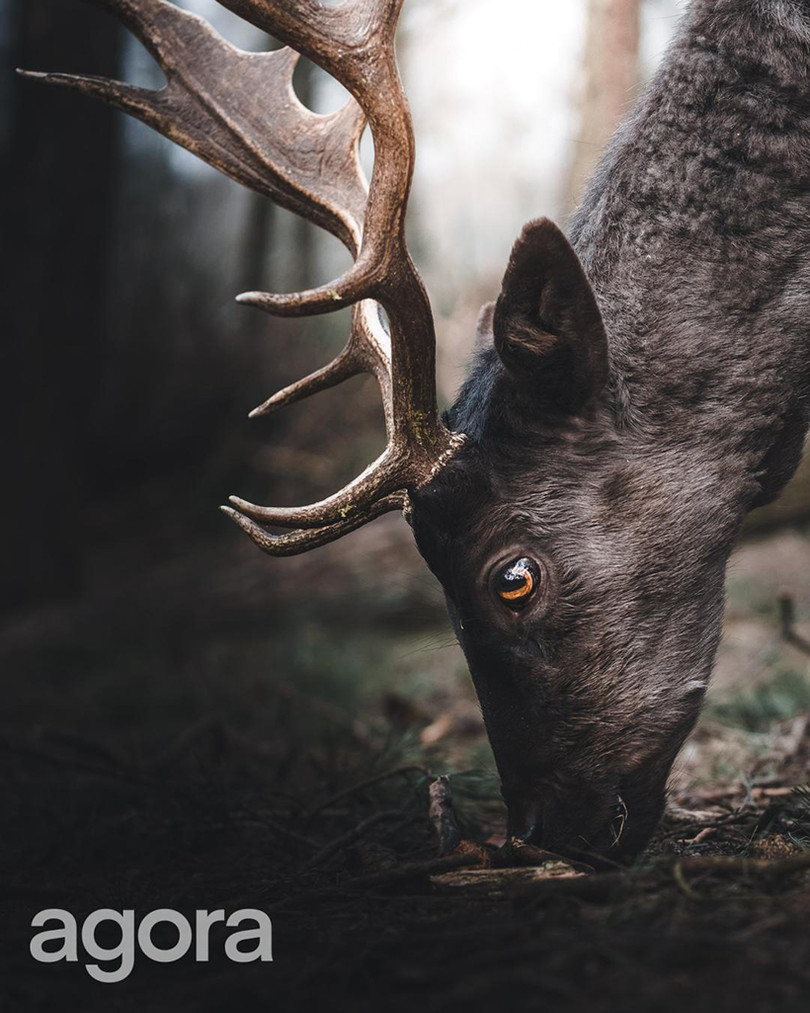 Bức ảnh “Cô gái Chăm Việt Nam” của nhiếp ảnh gia Hà Tĩnh giành chiến thắng cuộc thi quốc tế