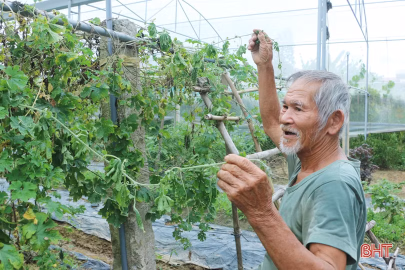 Nông dân Cẩm Xuyên hối hả khôi phục vườn rau sau mưa lớn