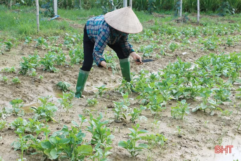 Nông dân Cẩm Xuyên hối hả khôi phục vườn rau sau mưa lớn