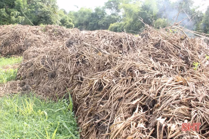 Bèo tây gây ô nhiễm xã miền núi Hương Sơn nhiều năm liền