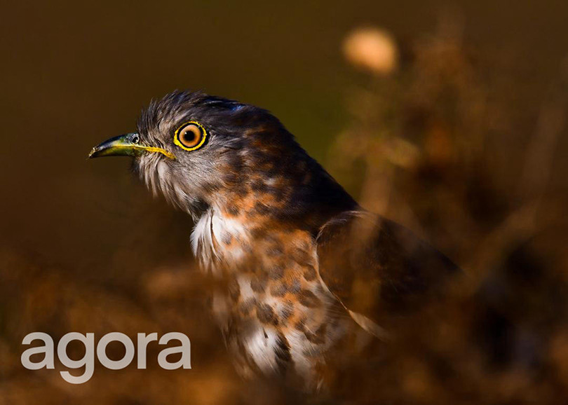 Bức ảnh “Cô gái Chăm Việt Nam” của nhiếp ảnh gia Hà Tĩnh giành chiến thắng cuộc thi quốc tế
