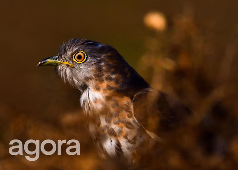 Bức ảnh “Cô gái Chăm Việt Nam” của nhiếp ảnh gia Hà Tĩnh giành chiến thắng cuộc thi quốc tế