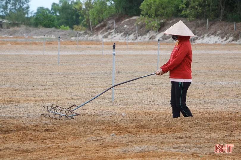 Nông dân Cẩm Xuyên hối hả khôi phục vườn rau sau mưa lớn