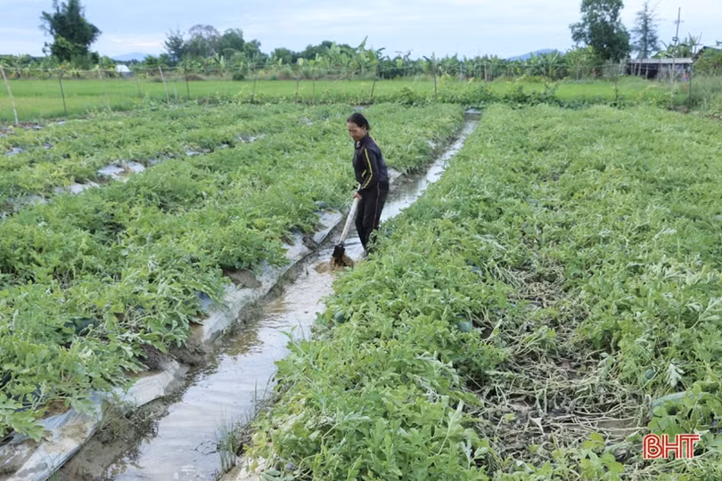 Nông dân Cẩm Xuyên hối hả khôi phục vườn rau sau mưa lớn