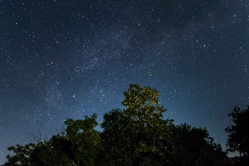 Rừng đom đóm lung linh như xứ cổ tích