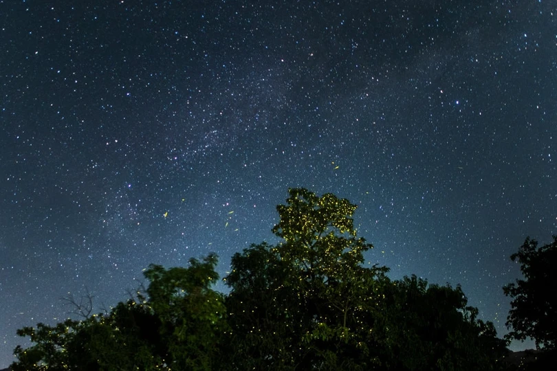 Rừng đom đóm lung linh như xứ cổ tích