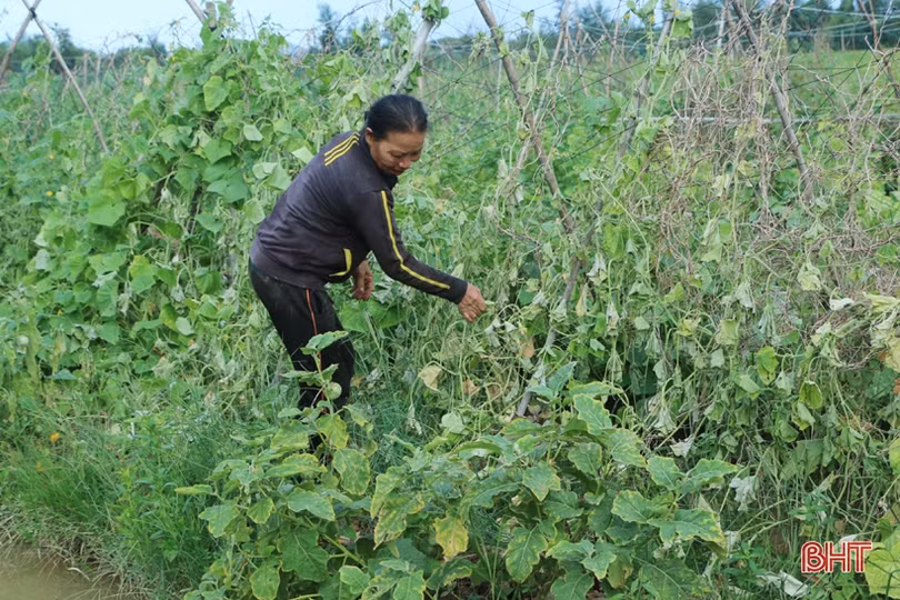 Nông dân Cẩm Xuyên hối hả khôi phục vườn rau sau mưa lớn