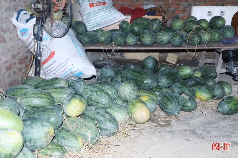 Nông dân Cẩm Xuyên hối hả khôi phục vườn rau sau mưa lớn