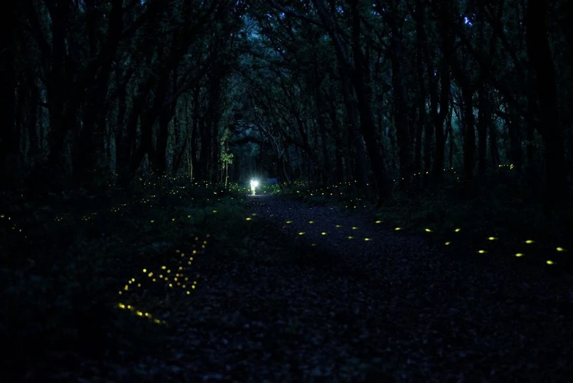 Rừng đom đóm lung linh như xứ cổ tích