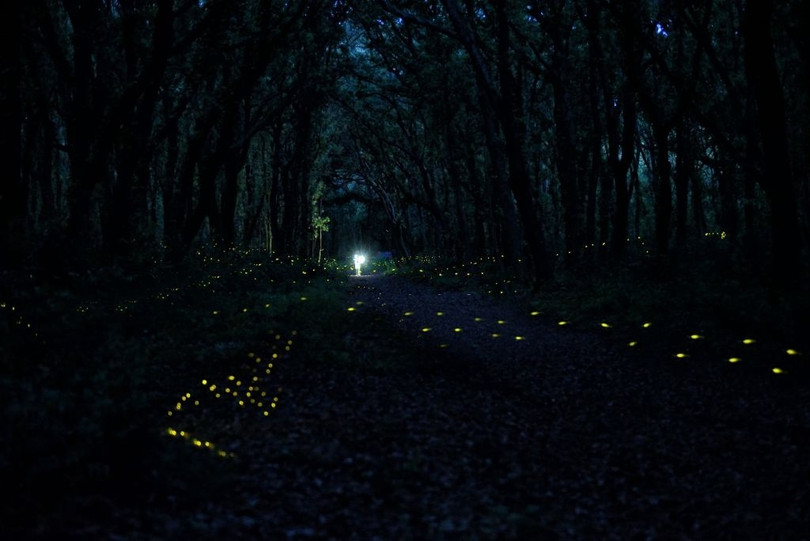 Rừng đom đóm lung linh như xứ cổ tích
