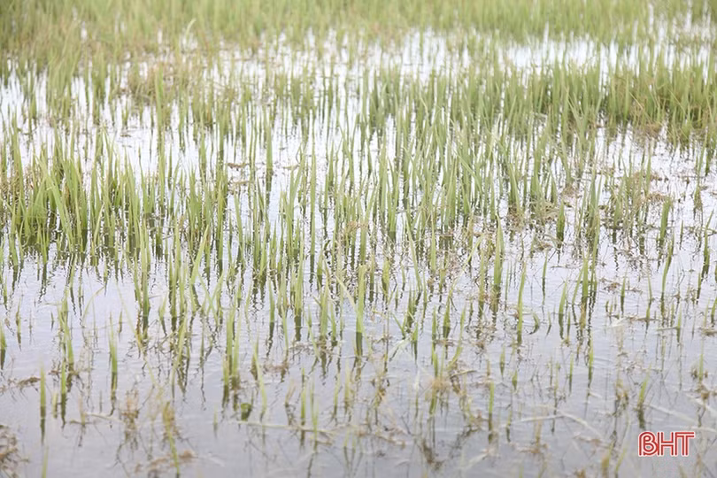 Huy động máy xúc “giải cứu” 700 ha lúa ngập trong nước ở Kỳ Anh