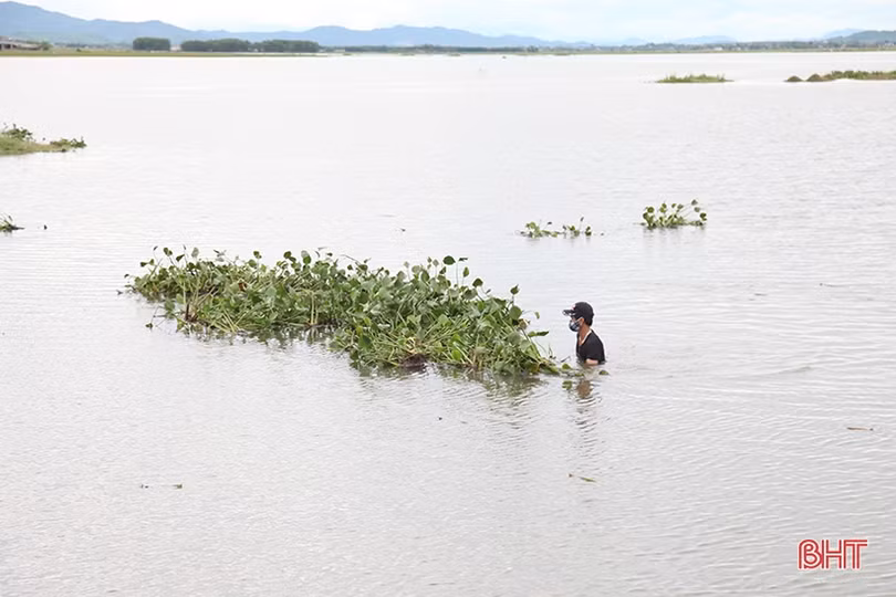 Huy động máy xúc “giải cứu” 700 ha lúa ngập trong nước ở Kỳ Anh