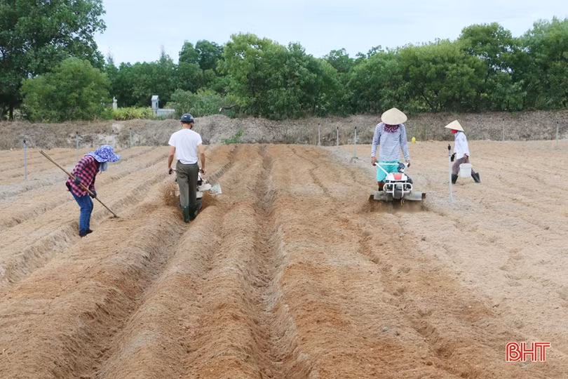Nông dân Cẩm Xuyên hối hả khôi phục vườn rau sau mưa lớn