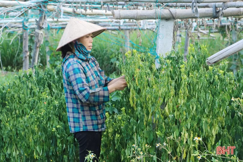 Nông dân Cẩm Xuyên hối hả khôi phục vườn rau sau mưa lớn