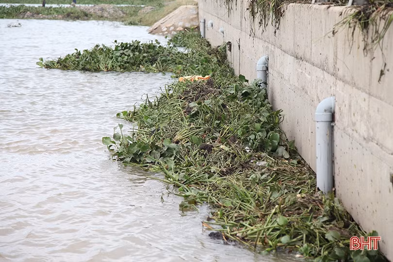 Huy động máy xúc “giải cứu” 700 ha lúa ngập trong nước ở Kỳ Anh