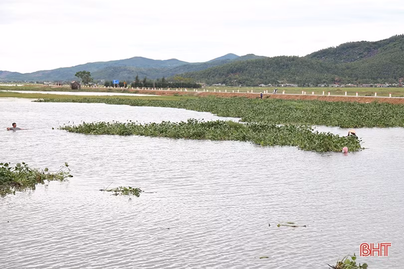Huy động máy xúc “giải cứu” 700 ha lúa ngập trong nước ở Kỳ Anh