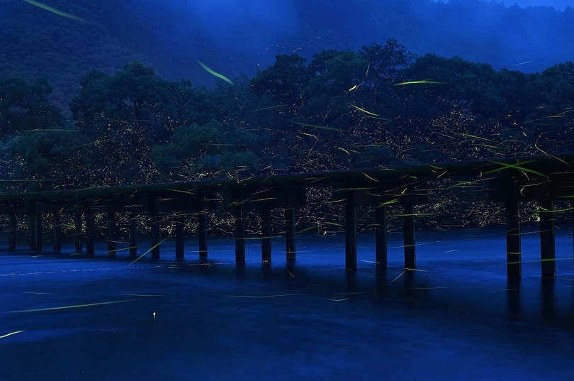 Rừng đom đóm lung linh như xứ cổ tích