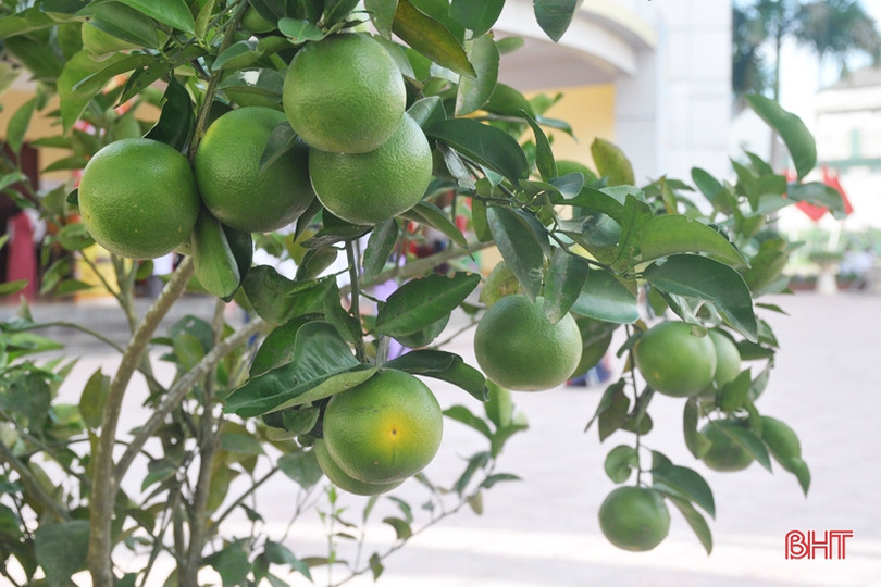 Ấn tượng gian hàng trưng bày sản phẩm nông nghiệp tiêu biểu của Hương Khê