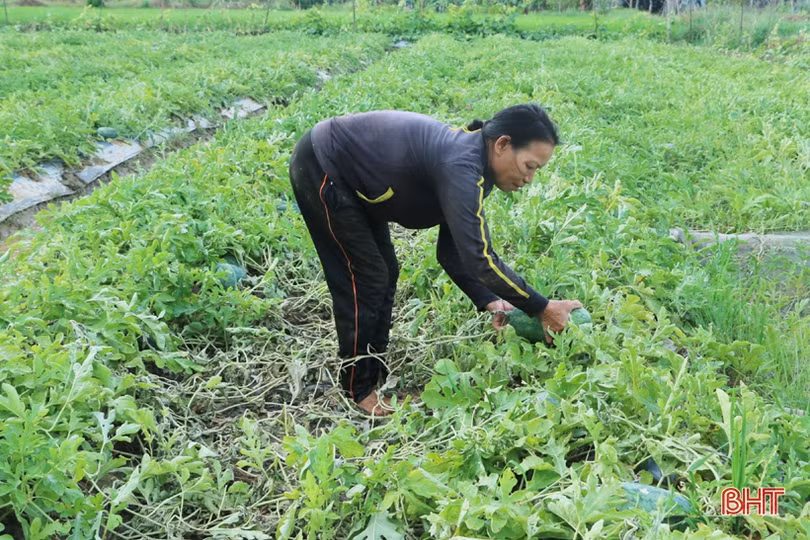 Nông dân Cẩm Xuyên hối hả khôi phục vườn rau sau mưa lớn