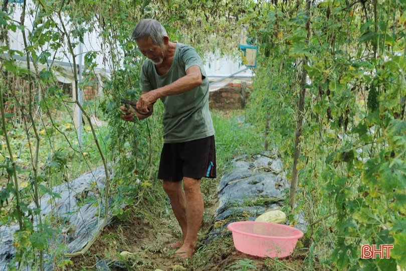 Nông dân Cẩm Xuyên hối hả khôi phục vườn rau sau mưa lớn