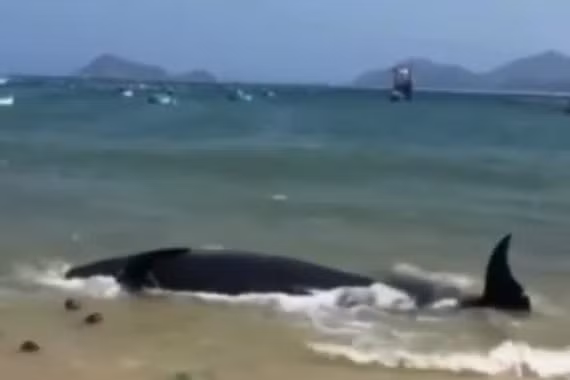 50 người giải cứu cá Ông bất thành, dân lập lễ an táng