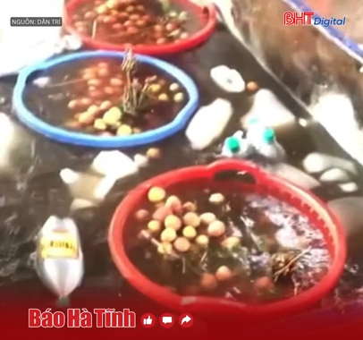 Sự thật đằng sau video "ngâm vải trong thuốc" gây hoang mang