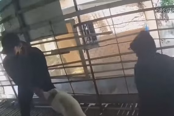 Tạm giữ nhóm thiếu niên trộm 3 con cừu của người dân