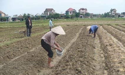 Bà con nông dân xã Thạch Liên vun đất trồng lại xu hào, bắp cải bị mưa vùi dập