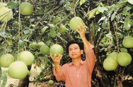 Vườn bưởi của gia đình anh Nguyễn Văn Liệu, xóm Phổ Thượng cho thu nhập 80 triệu đồng/năm