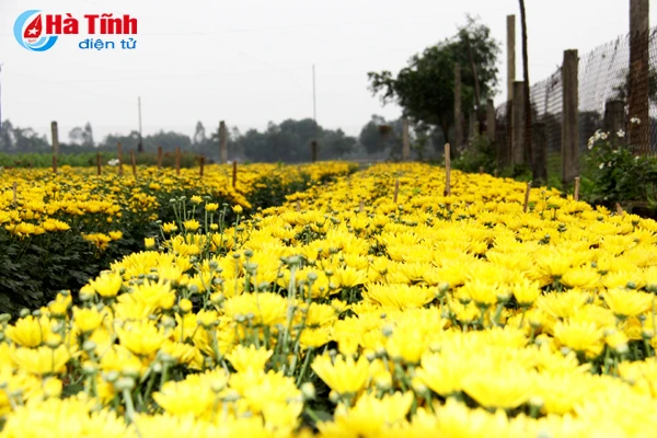 vuon hoa tet thu tram trieu cua vo chong cong chuc tre