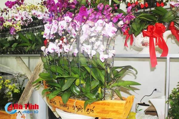 nhung loai hoa mang y nghia phu quy trong dip tet