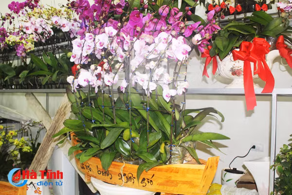 nhung loai hoa mang y nghia phu quy trong dip tet