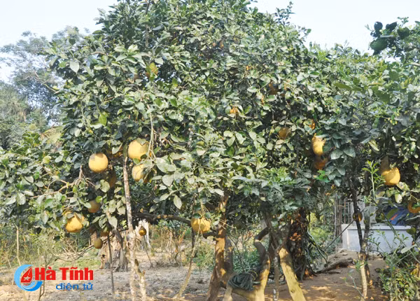 buoi chum ha linh san sang ra cho tet