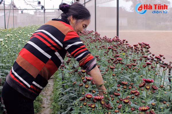 lang hoa bac son ruc ro khoe sac don xuan