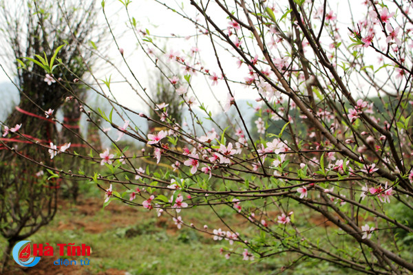 lang hoa bac son ruc ro khoe sac don xuan