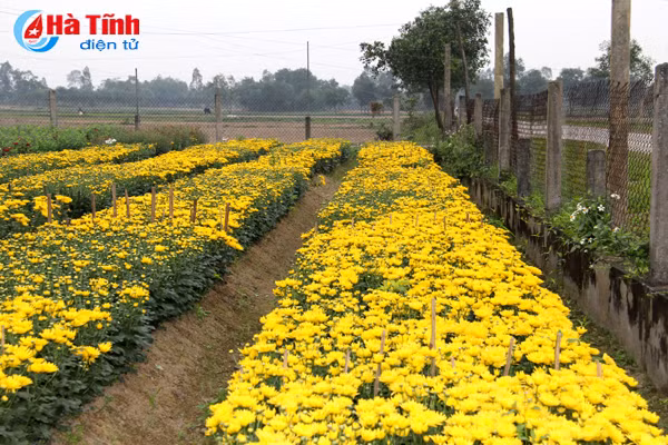 vuon hoa tet thu tram trieu cua vo chong cong chuc tre