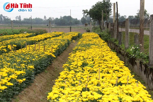 vuon hoa tet thu tram trieu cua vo chong cong chuc tre