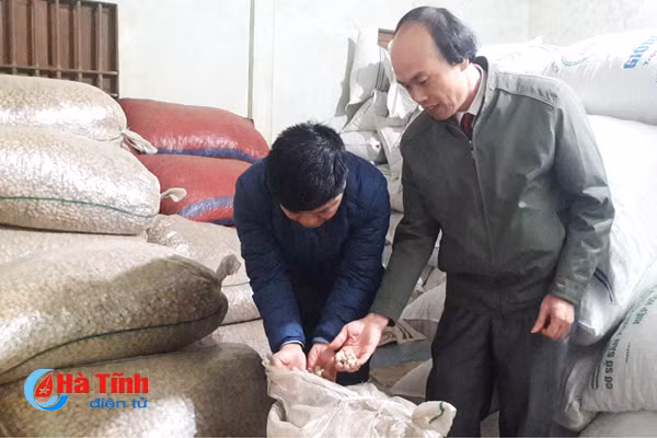 kip ngan 3 8 tan lac giong lau chuan bi tuon ra thi truong