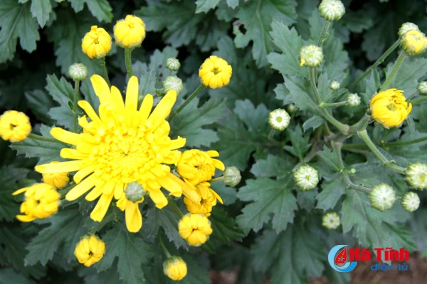 vuon hoa tet thu tram trieu cua vo chong cong chuc tre