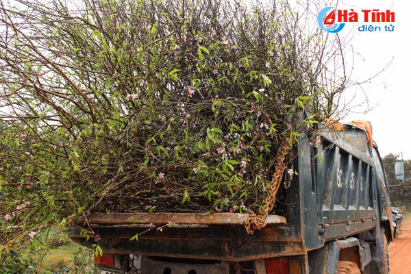 lang hoa bac son ruc ro khoe sac don xuan