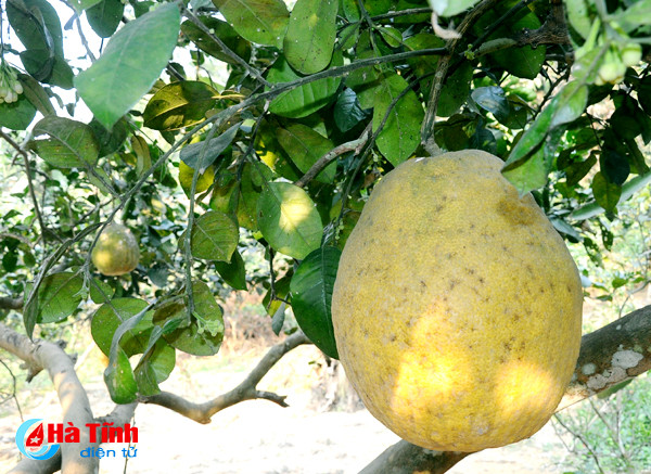 buoi chum ha linh san sang ra cho tet