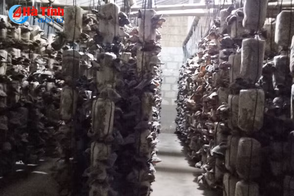 nam thach tan hoi ha vao vu tet