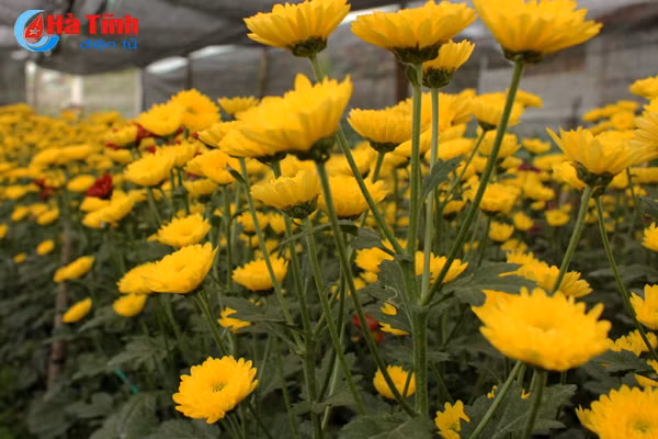 lang hoa bac son ruc ro khoe sac don xuan