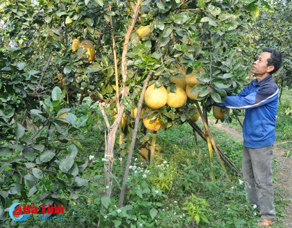 buoi chum ha linh san sang ra cho tet