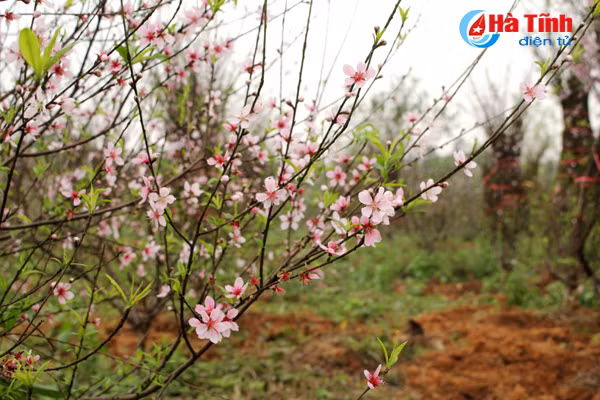 lang hoa bac son ruc ro khoe sac don xuan